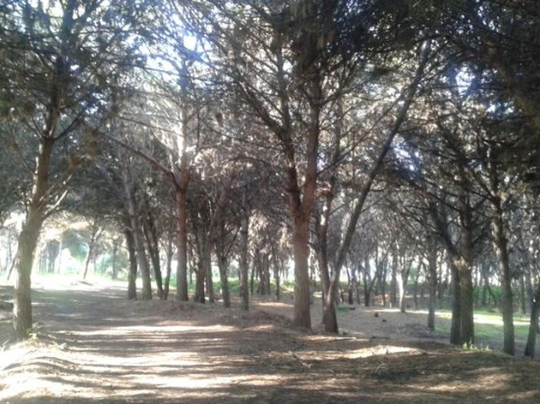 Φρίκη στην Ηλεία: «Με βίασε στο δάσος της Μαραθιάς»